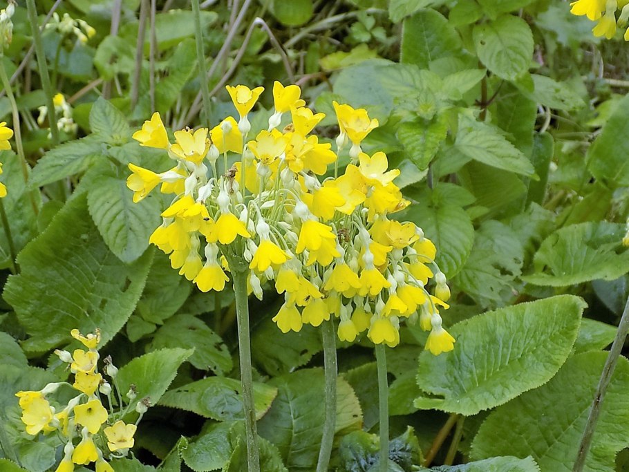 Примула флоринды