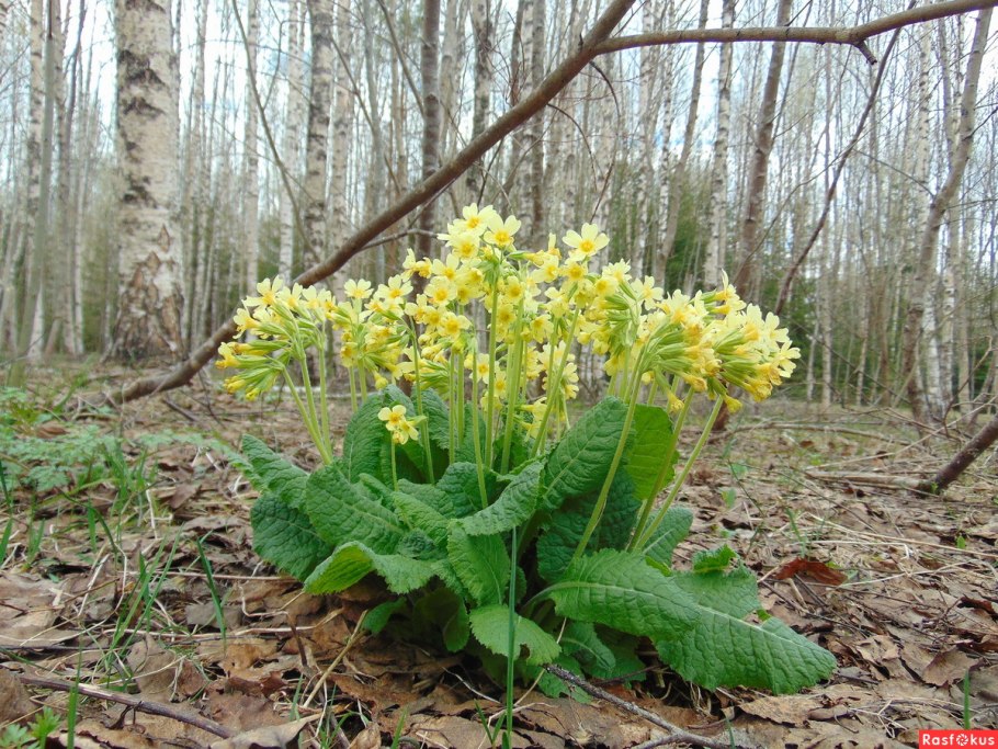 Примула Луговая