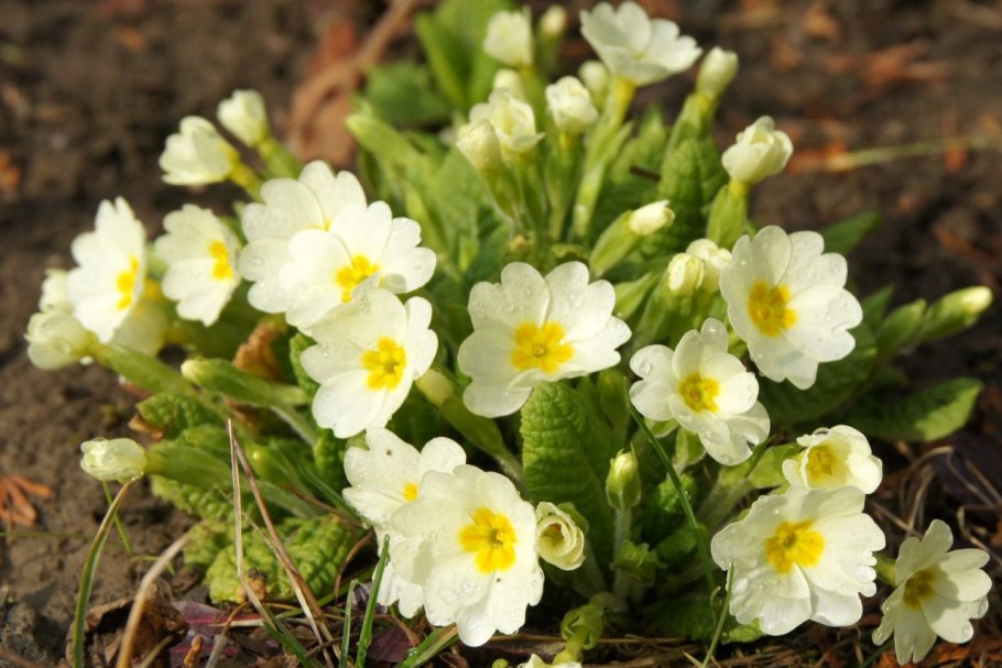 Примула первоцвет весенний