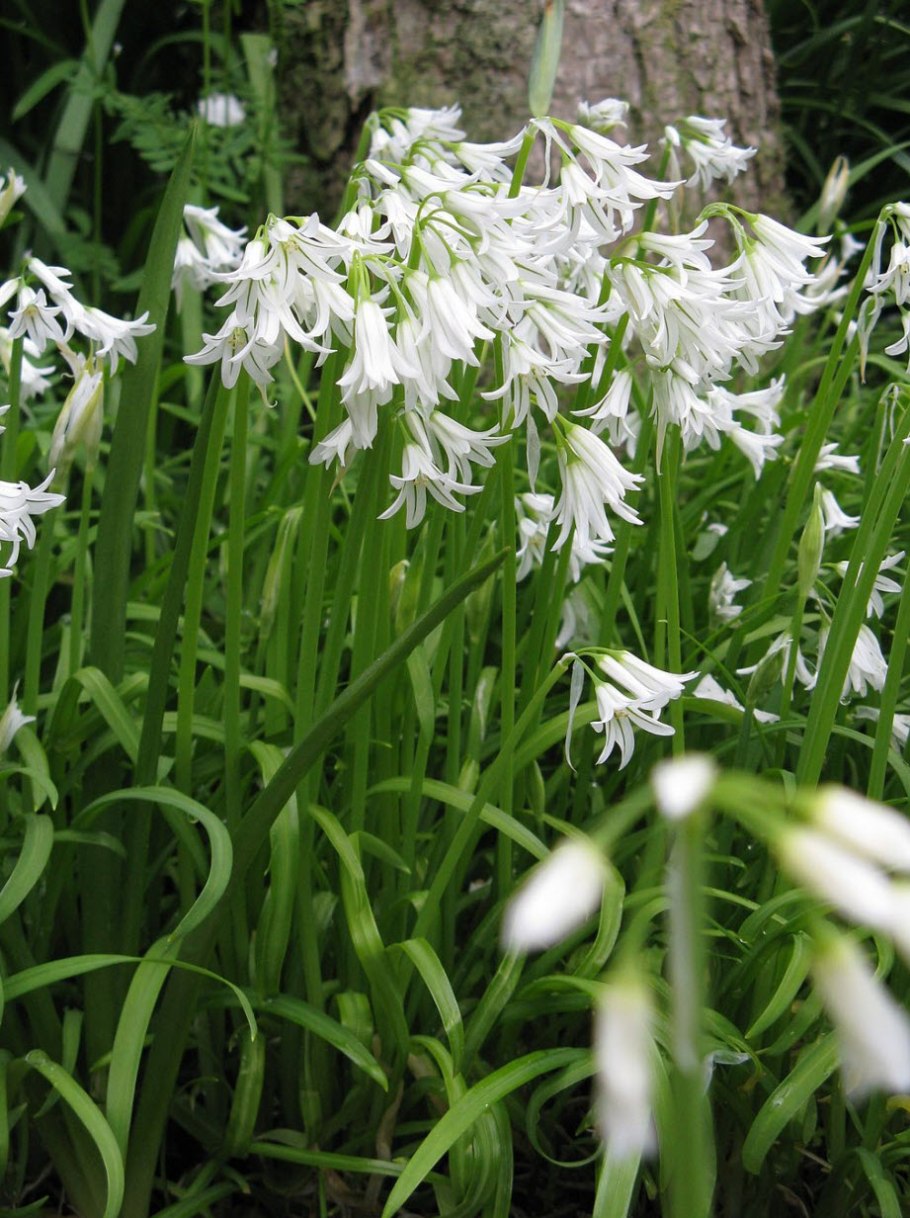 Чеснок Гарлик