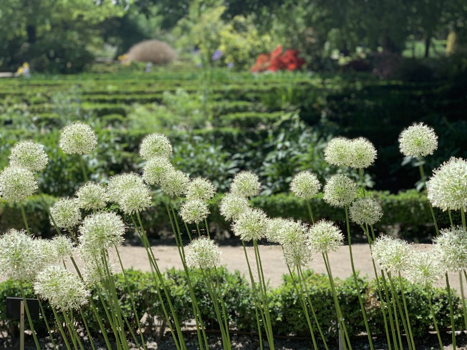 Аллиум Мон Блан Allium Mont Blanc