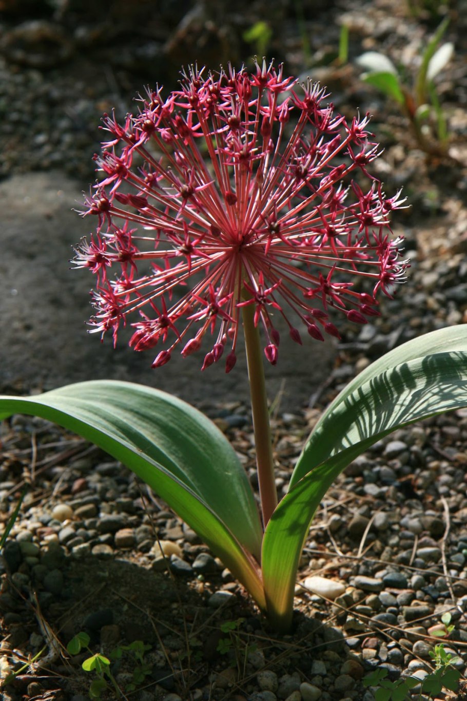 Аллиум шнитт