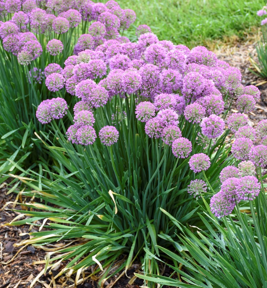 Аллиум на клумбе
