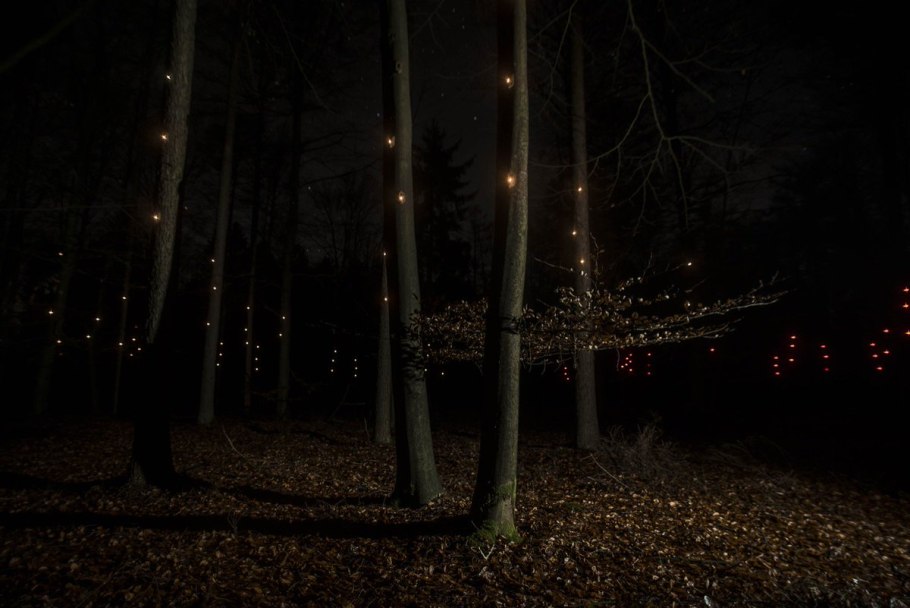 Ночное освещение в лесу