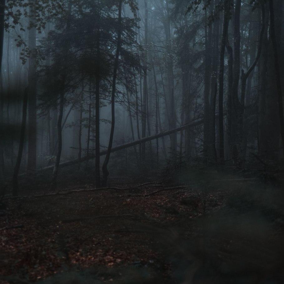 Dark Forest туман