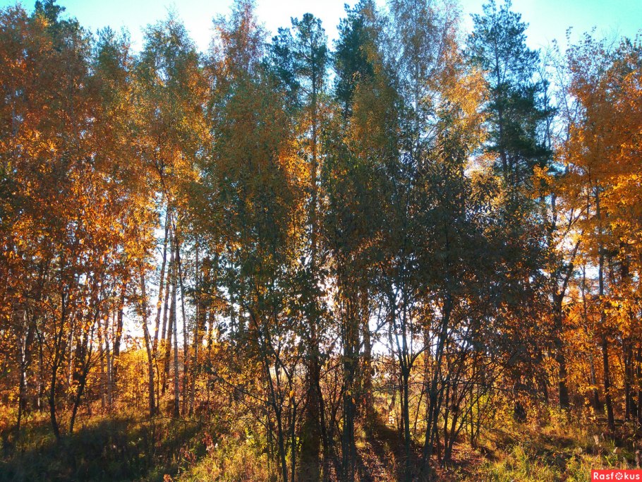 Лес ночью в тумане