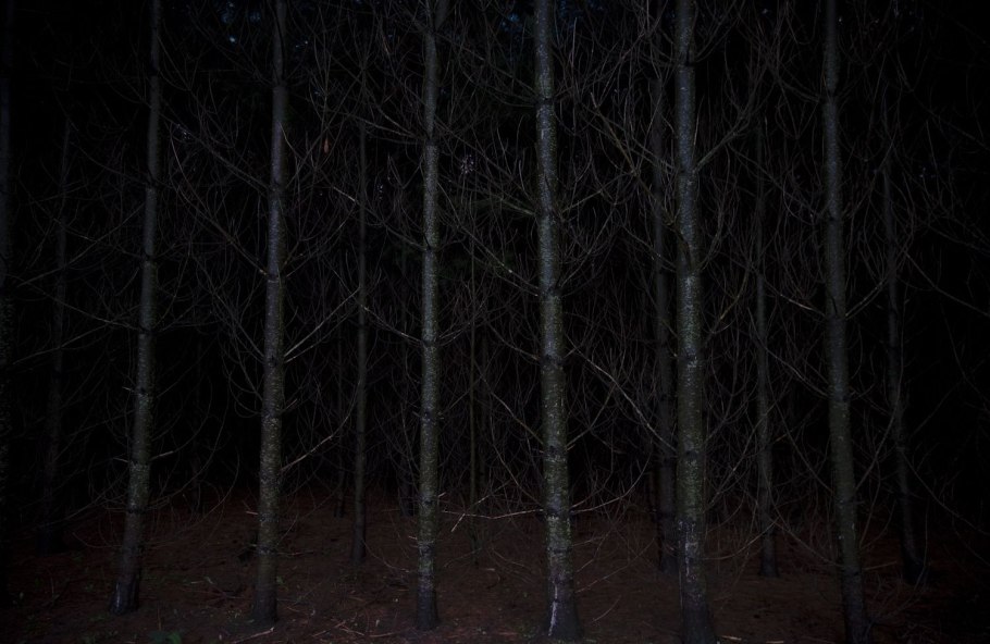 Страшный лес в темноте