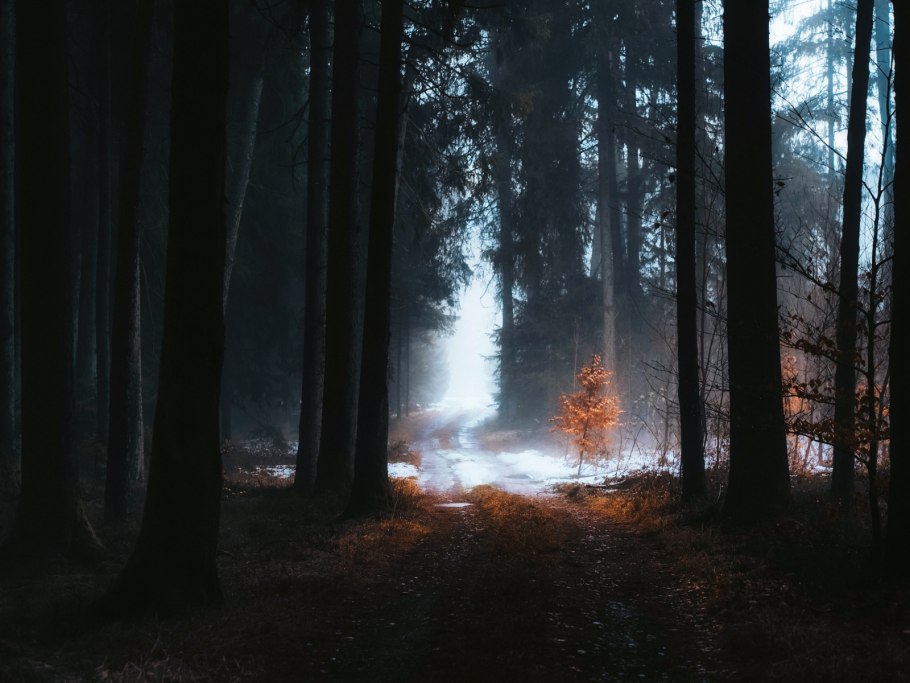 Огоньки в лесу