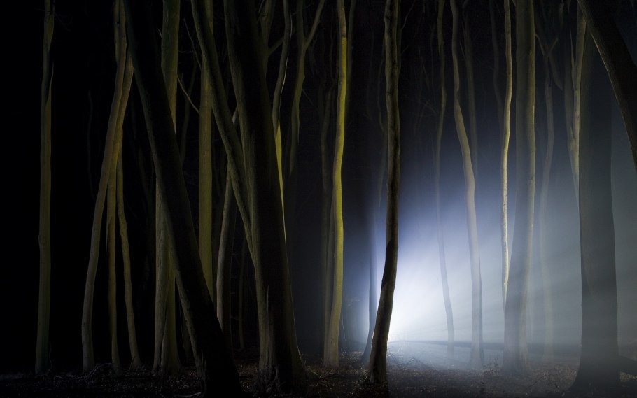 Лес ночь деревья освещены