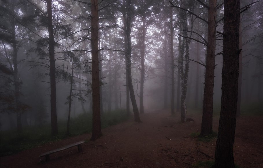 Лес в тумане