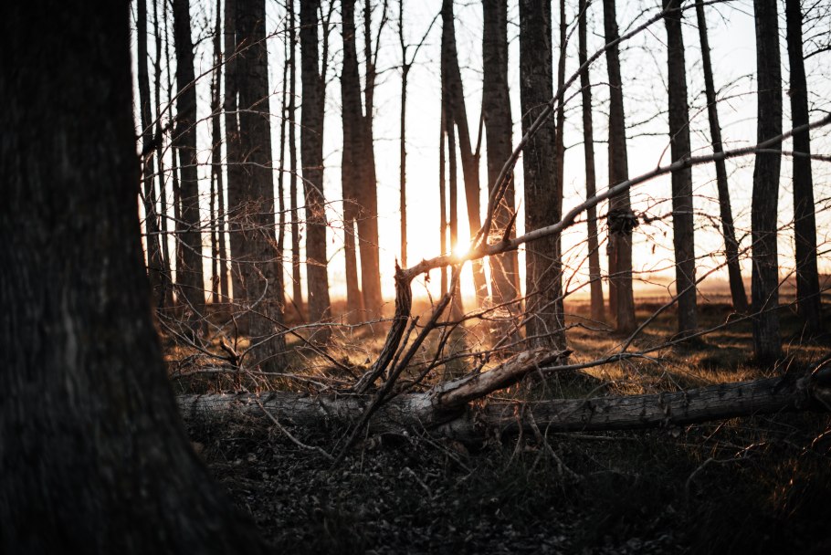 Дремучий лес