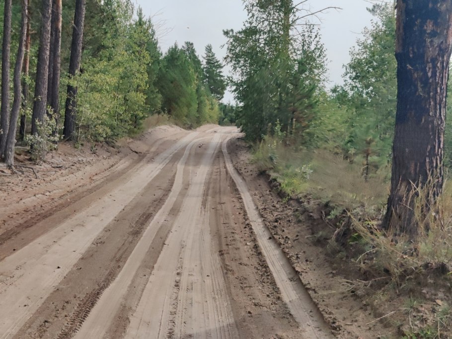 Атмосферный ночной лес