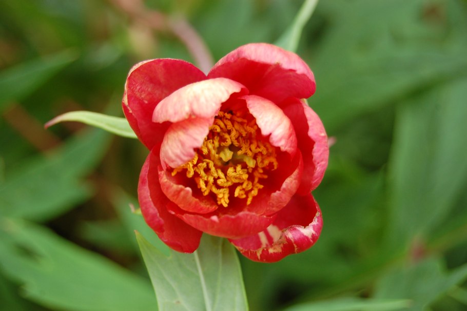 Paeonia delavayi