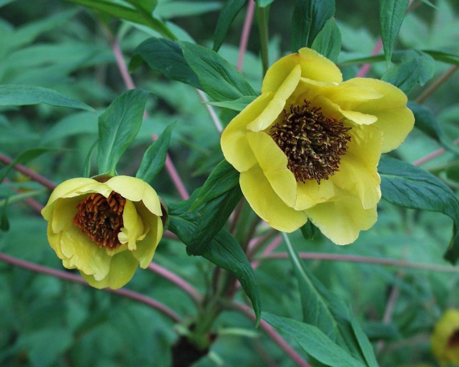 Paeonia delavayi