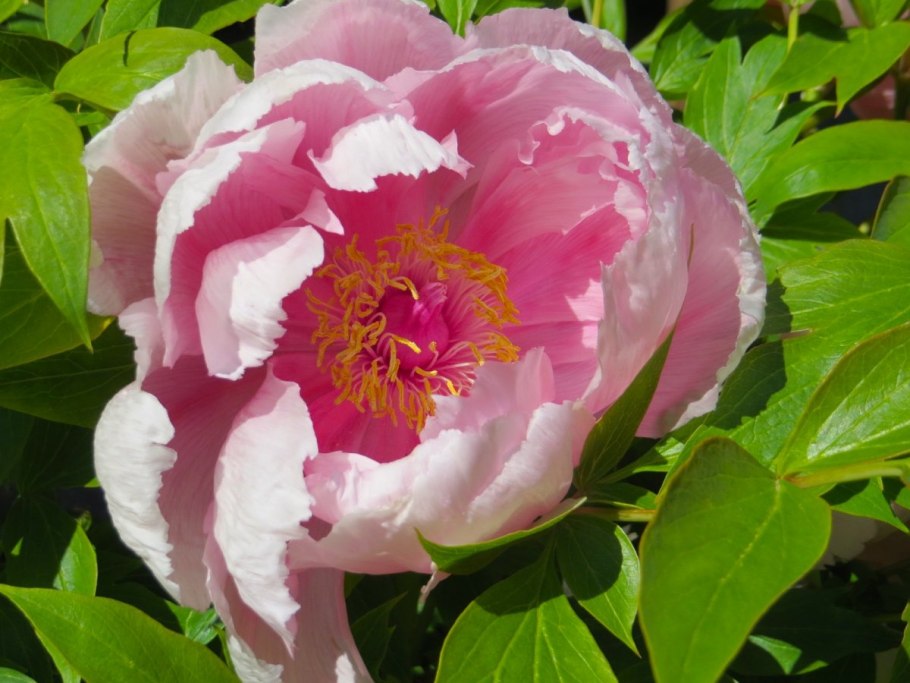 Пион куккоз нест фото и описание отзывы