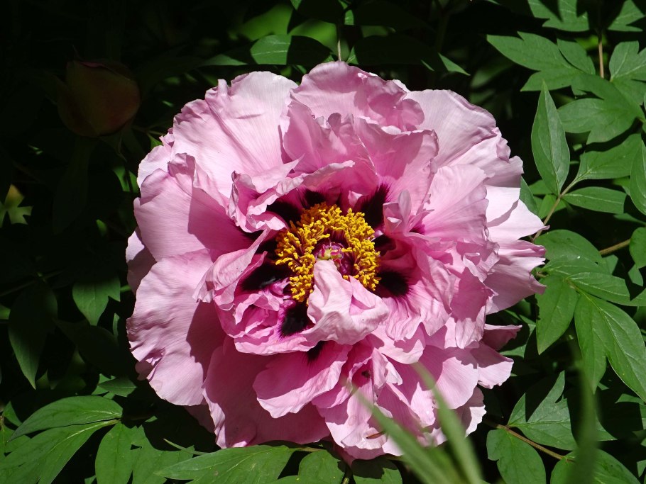 Paeonia ludlowii