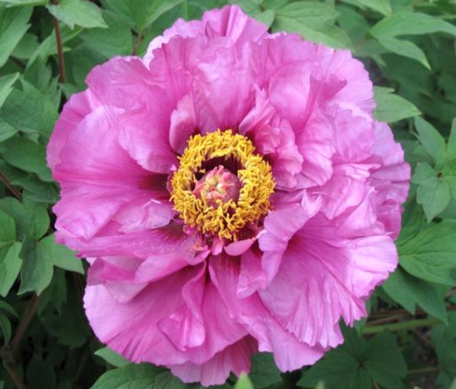 Пион Иммакуле