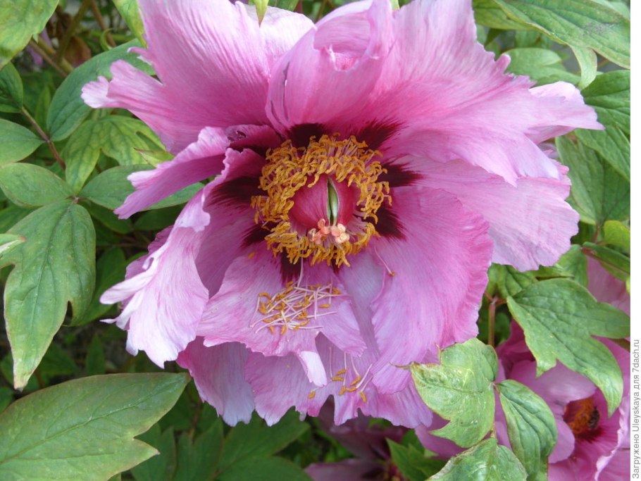 Пион древовидный йомеймон