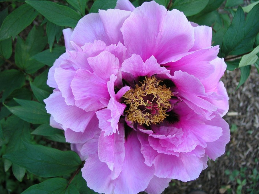 Пион древовидный Делавея