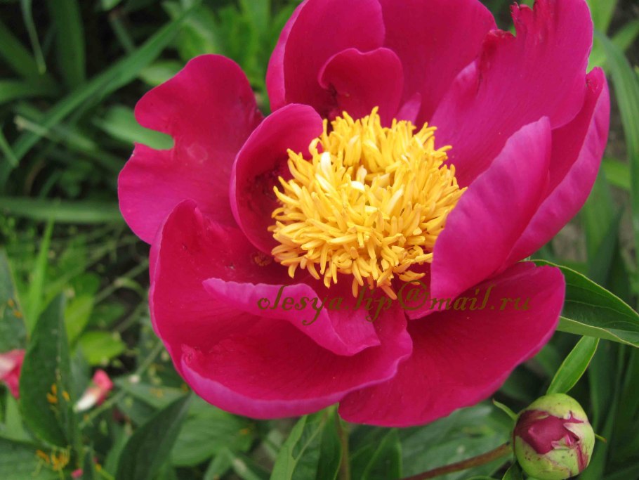 Пион Itoh Royal blush