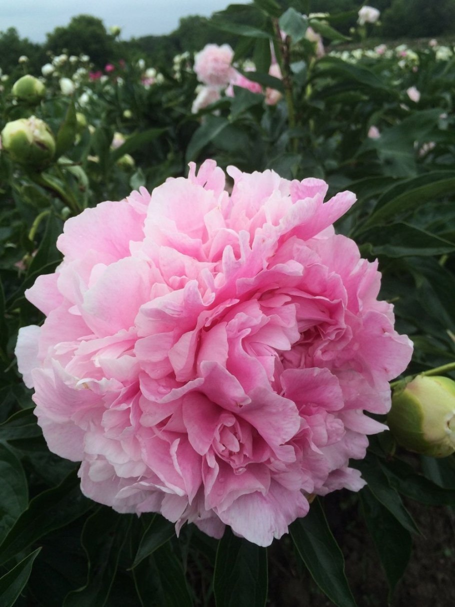 Пион пинк джайнт