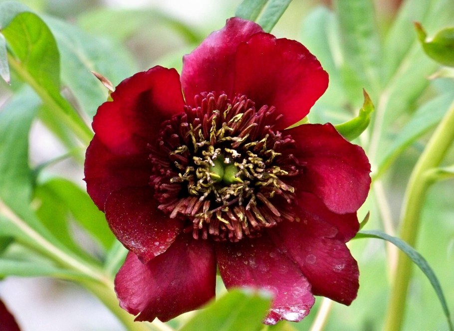 Пион древовидный Shimadaijin