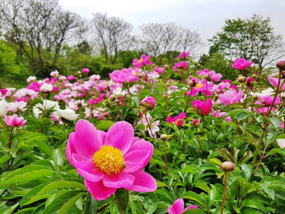 Пион Люксуриант