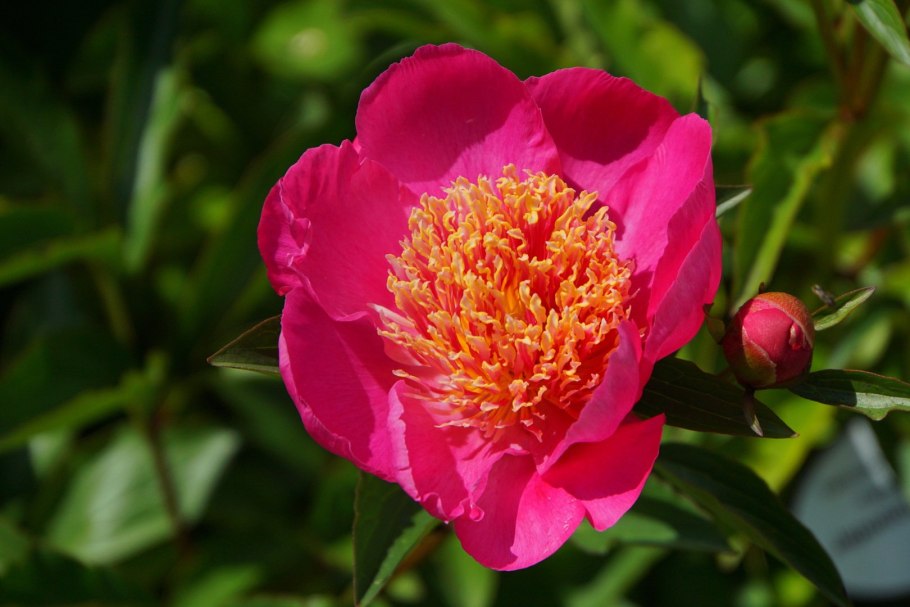 Пионы желтые сорта с фото и названиями