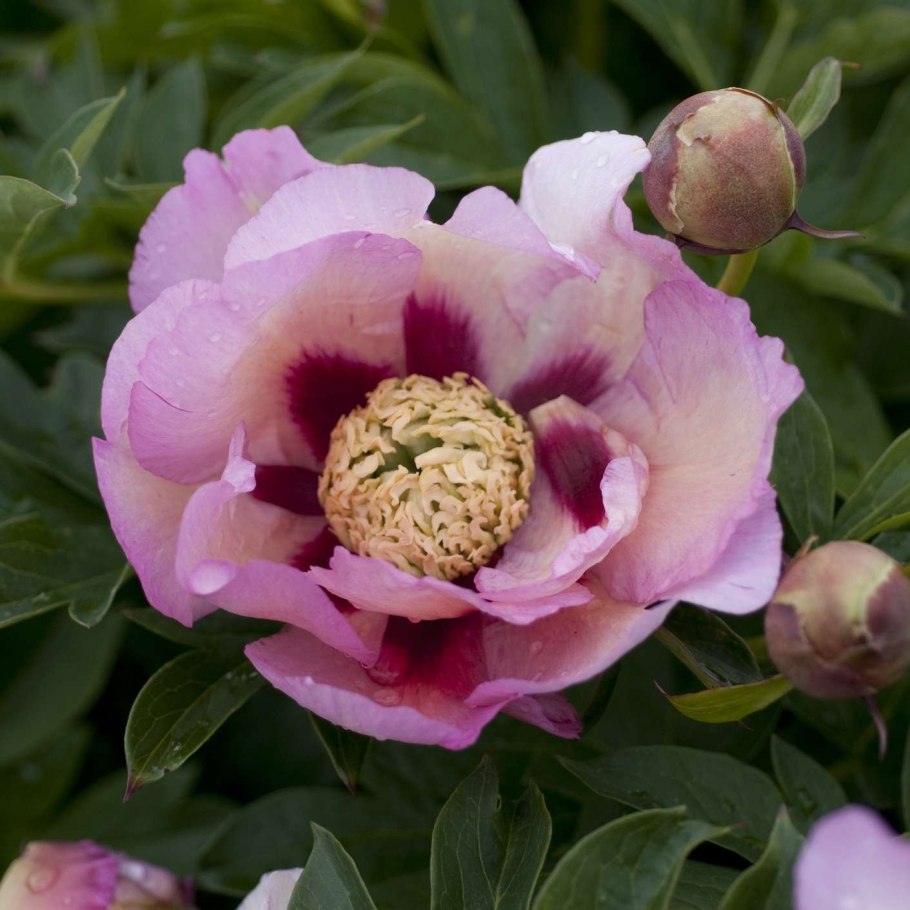 Пион Lois Arleen