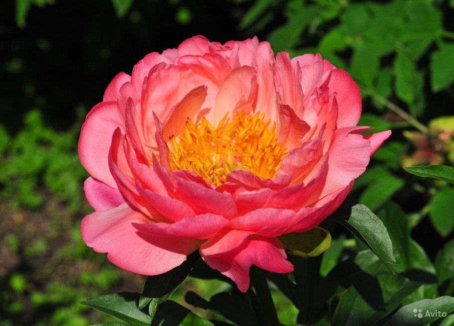 Пион пинк гавайан