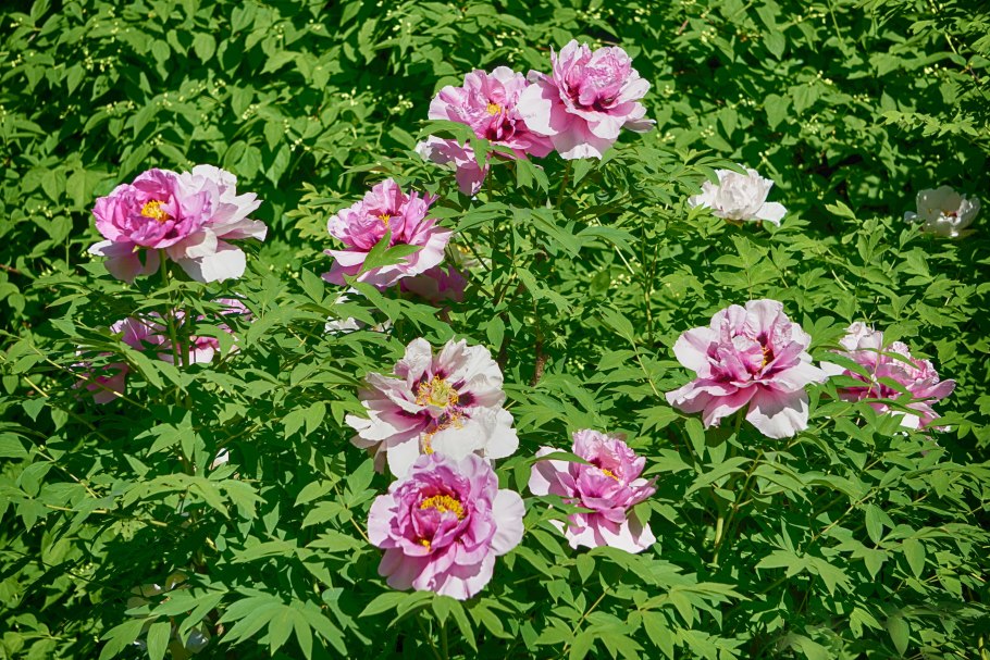 Пион древовидный анастасия сосновец