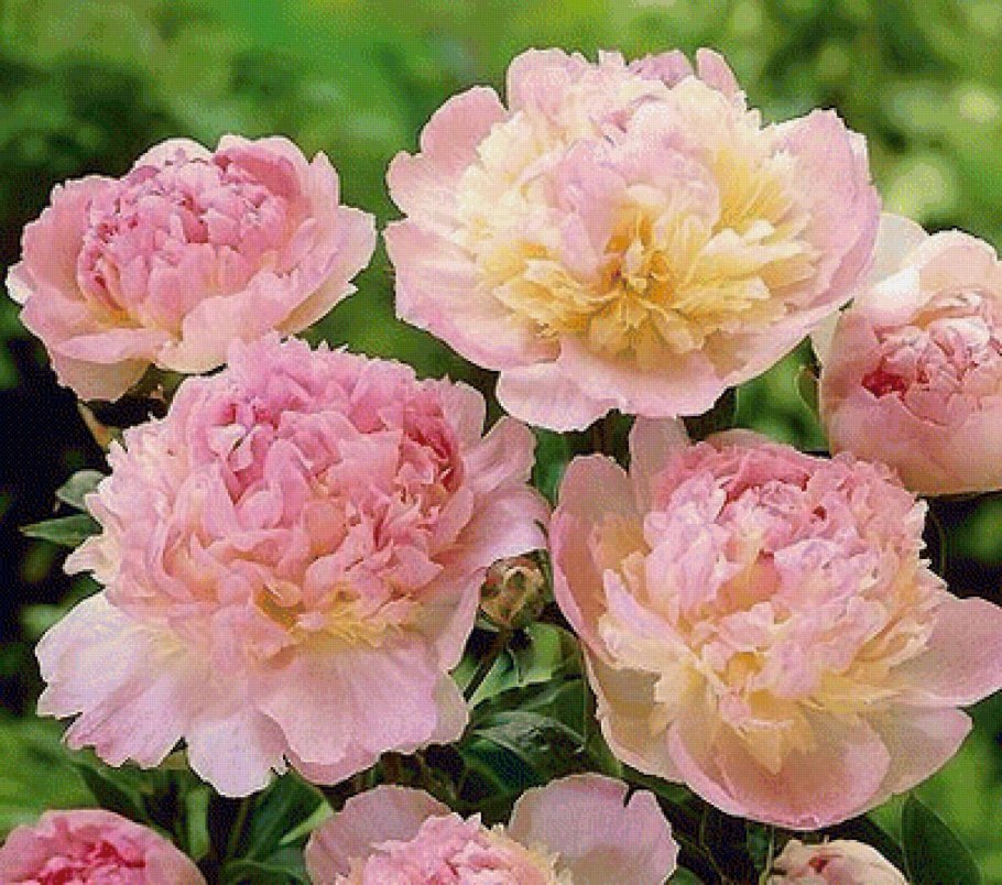 Пион распберри сандей