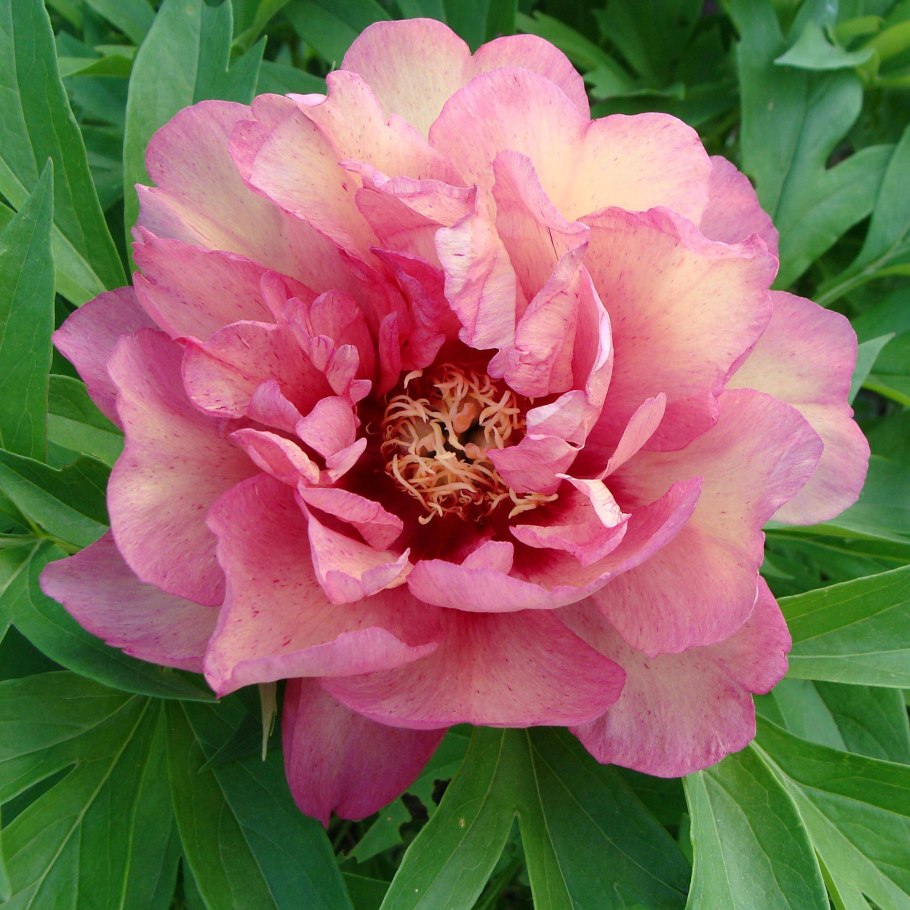 Пион ито гибрид хиллари