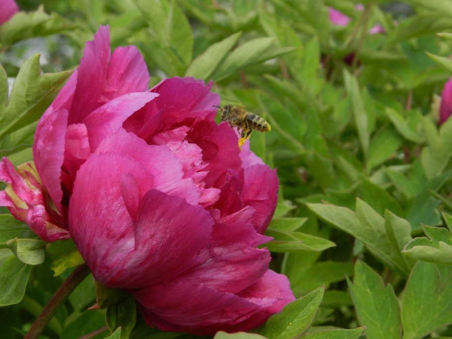 Пион древовидный Hyakasen