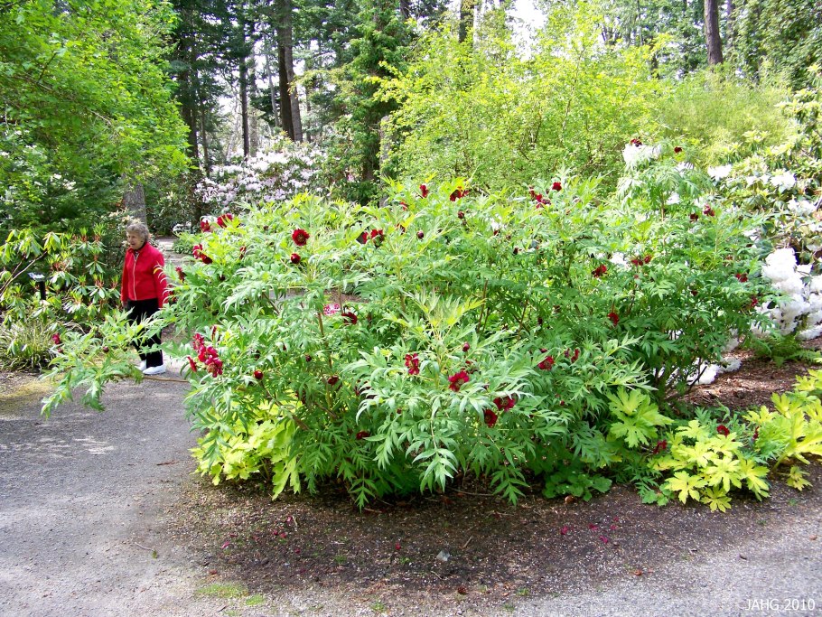 Пион Лютиковые