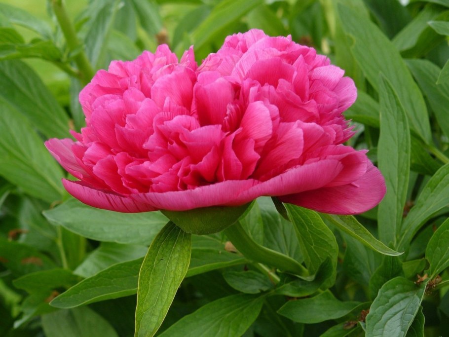 Paeonia mascula