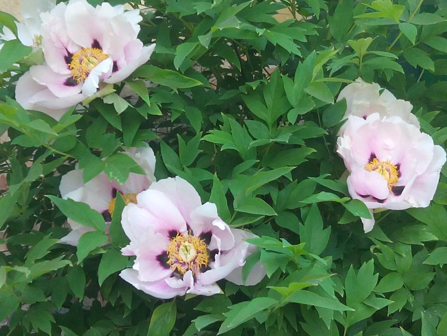 Пион древовидный сапфир