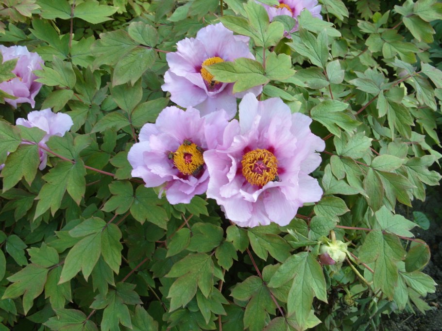 Пион древовидный блю чиф