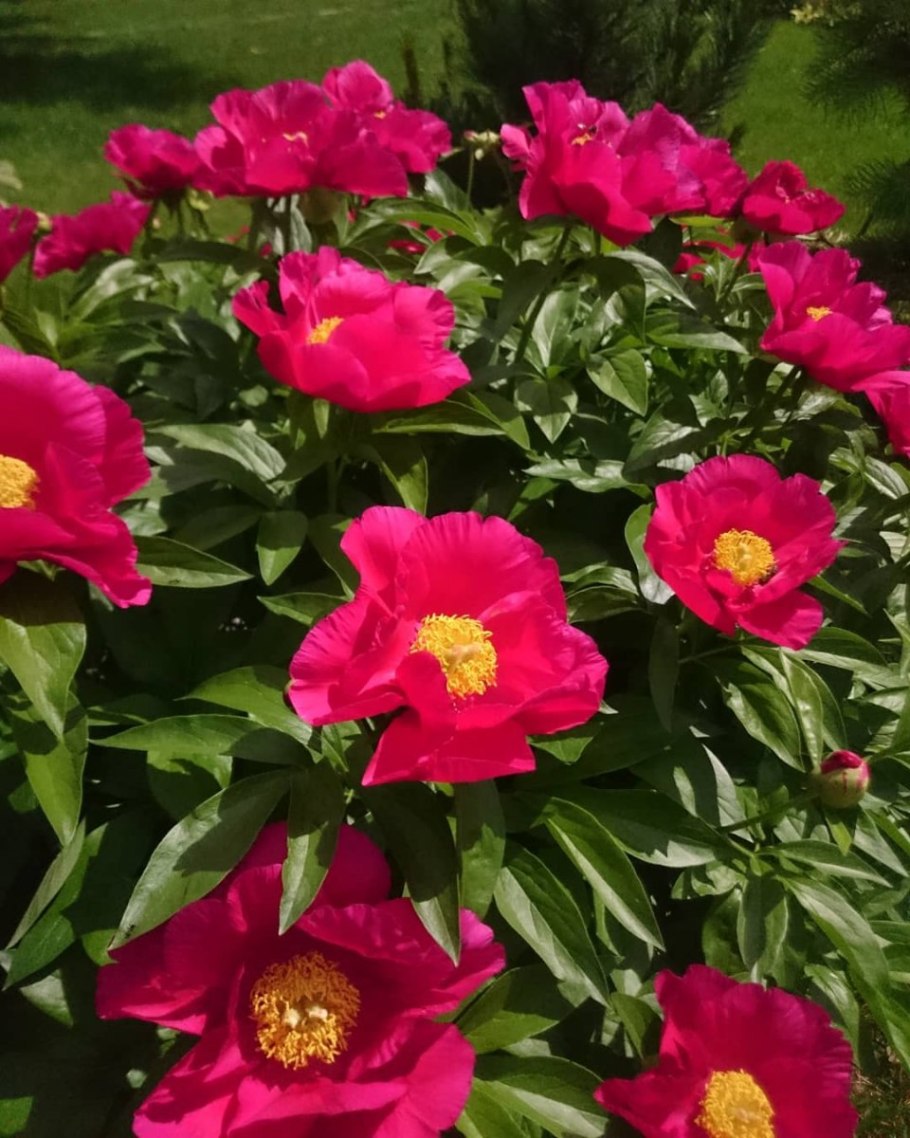 Пион молочноцветковый Neon