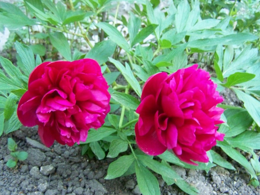 Пион травянистый бархат ночи