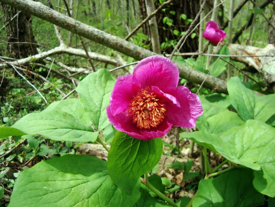 Пион Дейдрим