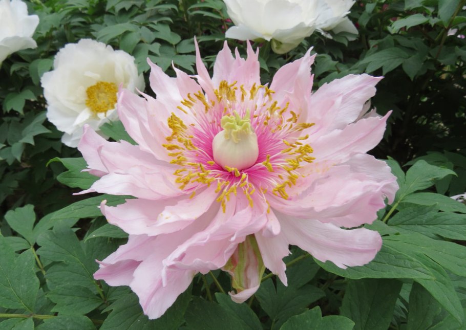 Пион древовидный розовый