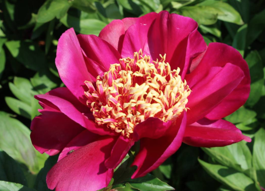 Пион куккоз