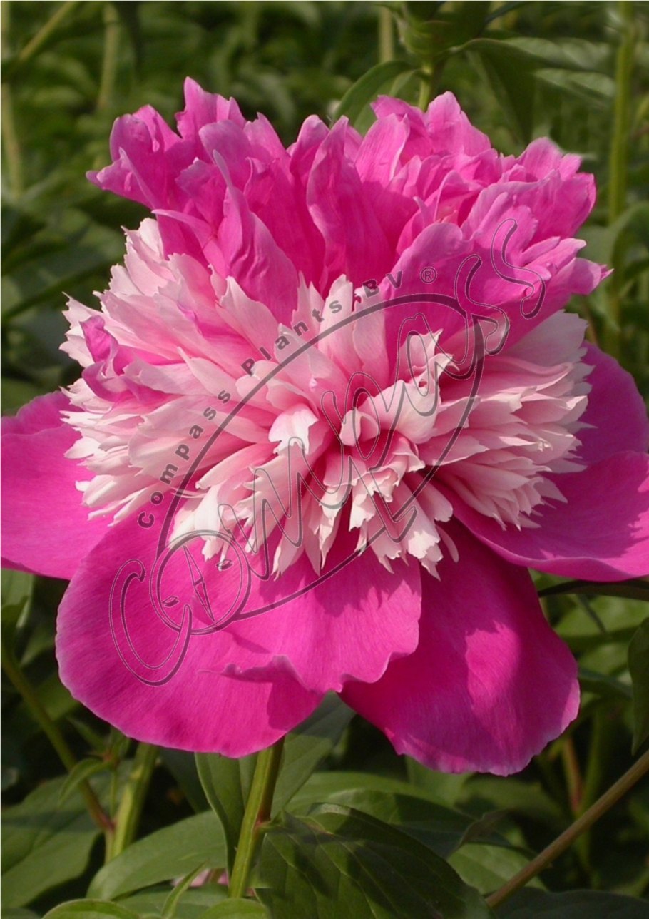 Пион молочноцветковый селебрити