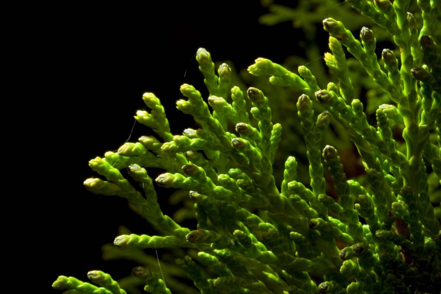 Selaginella Slice