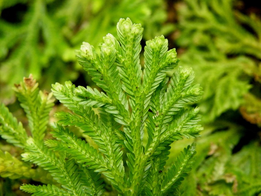 Селагинелла Мартенса (Selaginella martensii)
