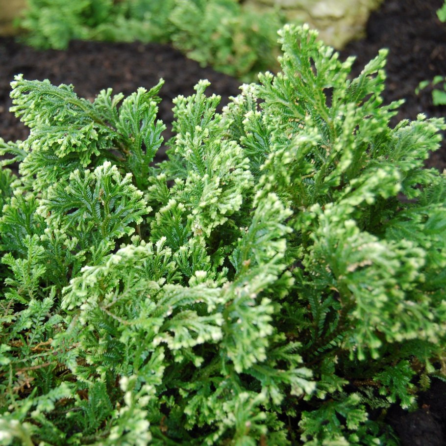 Плауны зимой