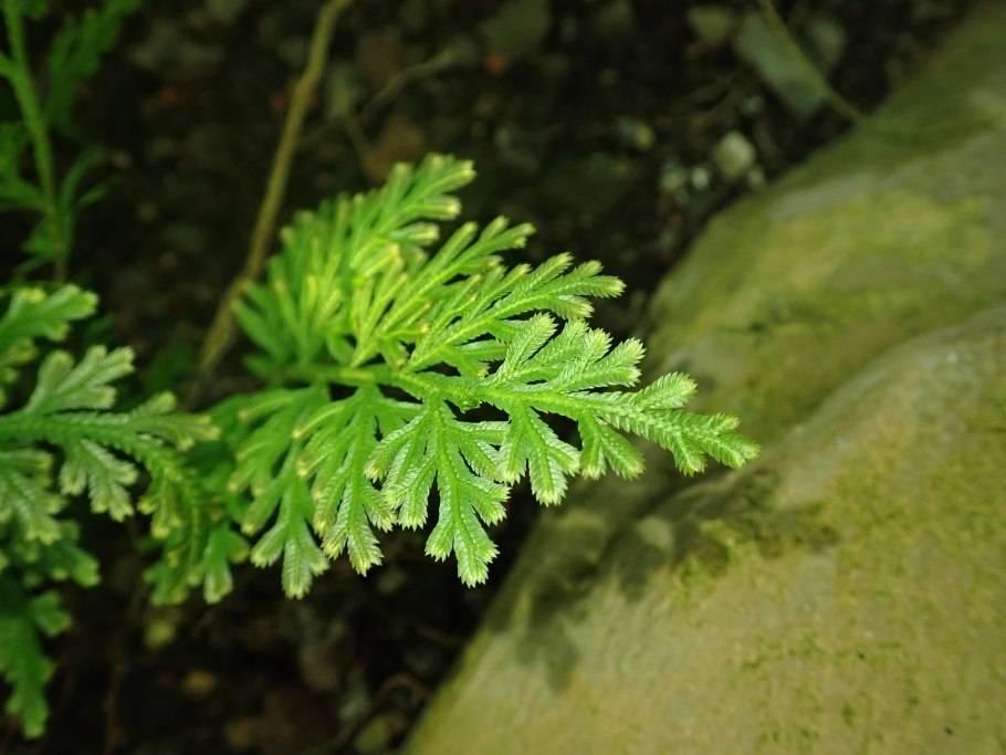 Селагинелла плауновидная