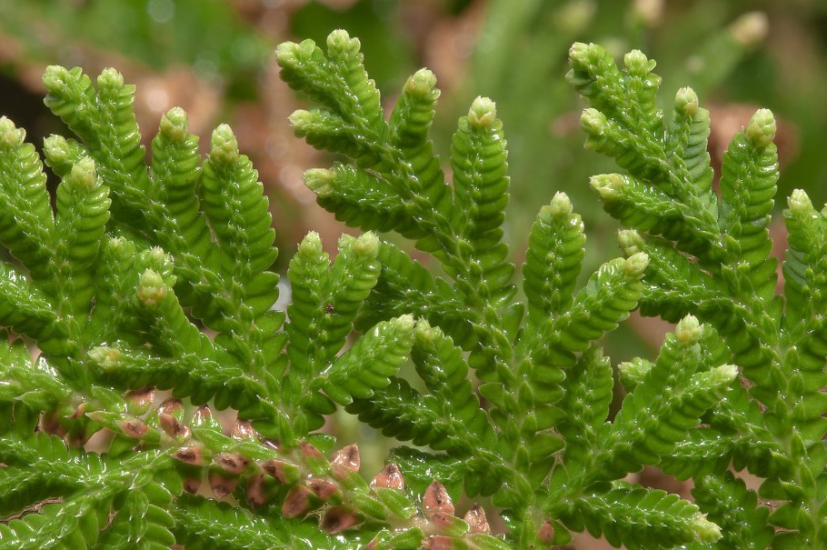 Селагинелла Мартенса (Selaginella martensii)