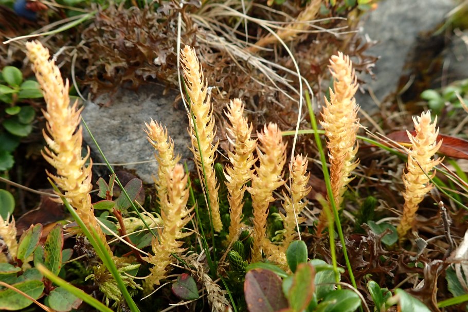 Плаун булавовидный Lycopodium clavatum l.